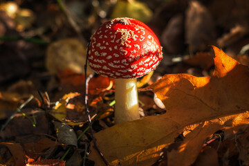 Muchomor © Magdalena