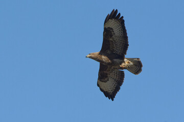 Common Buzzard (Buteo buteo) in flight