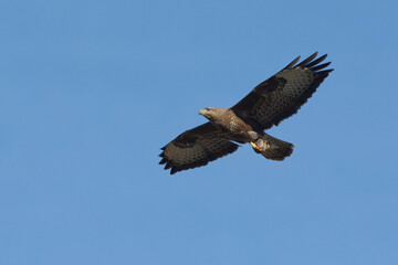 Common Buzzard (Buteo buteo) in flight
