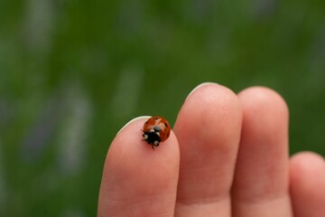Closeup of a little ladybug standing on a finger of a person on a blurred green background © Turgay Koca/Wirestock Creators