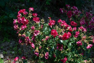 Pink wilted rose bush in the garden under the sunlight