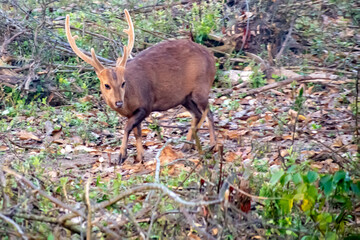 Hog deer in the forest of Kaziranga