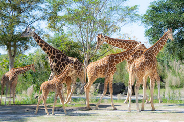 Nice specimen of giraffe taken in a large zoological garden