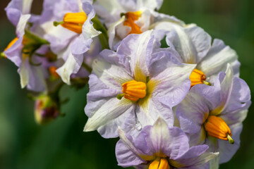 Fototapeta premium Potato flower in drops in sunlight