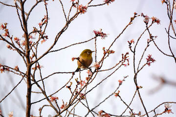 季節外れの桜とメジロ