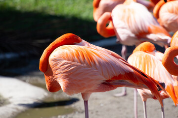 Naklejka na ściany i meble Nice specimen of flamingo taken in a large zoological garden