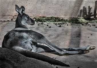 Eastern grey kangaroo or giant kangaroo on the ground in the enclosure. Latin name - Macropus giganteus © Mikhail Blajenov