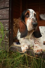 Vertical shot of a Basset Hound dog
