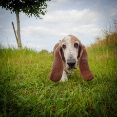 Closeup of a Basset Hound dog in a park