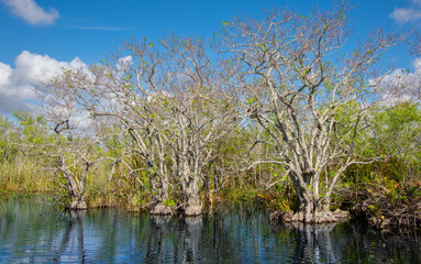 View of a small river inside Everglades park in Florida USA