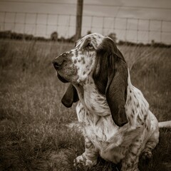 Closeup of a Basset Hound dog in a park