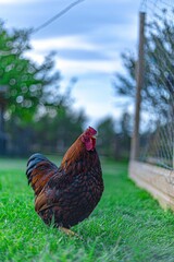 Closeup of a hen in a yard