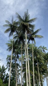 Vertical low-angle shot of palm trees cloudy sky background
