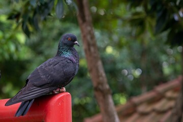Closeup of the black pigeon (Columbidae) perched on a red surface in the garden with a copy space