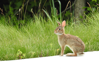 Eastern cottontail rabbit enjoying a beautiful day at the Bombay hook National Wildlife Refuge, Kent County, Delaware. © Scenic Corner