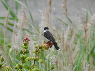 Eastern kingbird perched on a thin branch within a marsh, at the Bombay Hook National Wildlife...