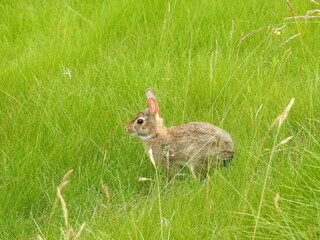 Eastern cottontail rabbit enjoying a beautiful day at the Bombay Hook National Wildlife Refuge, Kent County, Delaware.