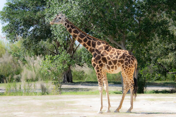 Nice specimen of giraffe taken in a large zoological garden