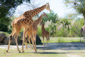 Nice specimen of giraffe taken in a large zoological garden