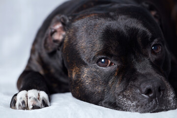 Staffordshire Bull Terrier on bright background. Close up. 