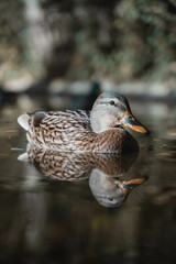 Duck in a lake in Girona, Spain