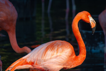 Nice specimen of flamingo taken in a large zoological garden