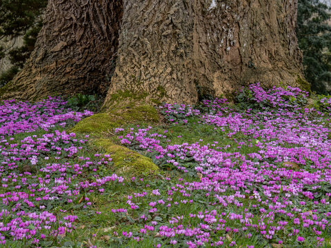 Wild cyclamen flowering near tree. UK in Feruary.