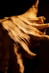 close up of a seashell
