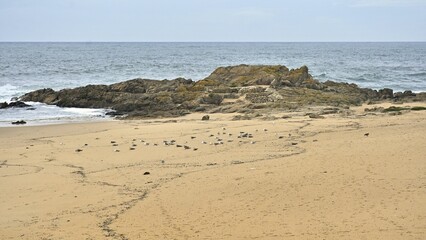 Fototapeta na wymiar Scenic empty sandy seascape with the birds on a gloomy day