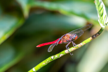 The Spine-tufted skimmer, or brown-backed red marsh hawk, is a species of dragonfly in the family Libellulidae. Dragonfly is sitting on the green leaf
