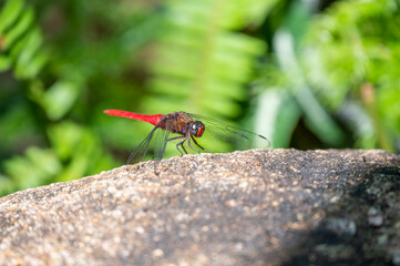 The Spine-tufted skimmer, or brown-backed red marsh hawk, is a species of dragonfly in the family Libellulidae. Dragonfly is sitting on the green leaf