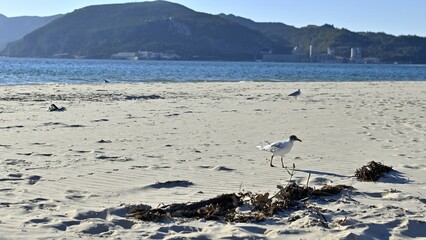 Seagull standing on the sand of a sunny beach