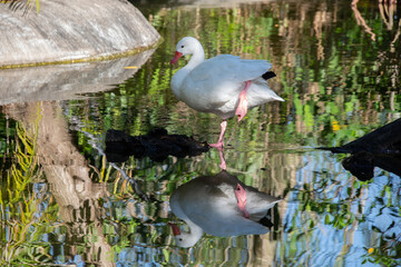 pretty birds on a small exotic pond in sunny Florida USA
