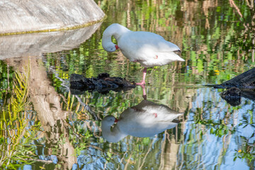 pretty birds on a small exotic pond in sunny Florida USA