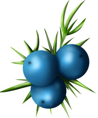 Juniper berries. Juicy coniferous leaves and fruits. Illustration