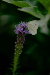 butterfly on a flower