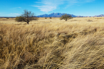 Fototapeta premium American prairie