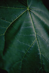 close up of leaf