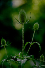 close up of a green flower