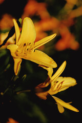 yellow lily flower