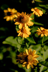 yellow flowers in the garden