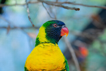 Ornate lorikeet perched on a branch in a US bird park