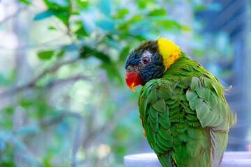 Ornate lorikeet perched on a branch in a US bird park
