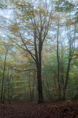 Fototapeta premium Autumn forest in the morning