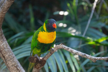 Ornate lorikeet perched on a branch in a US bird park