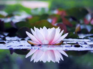 Lotos flower at the lake