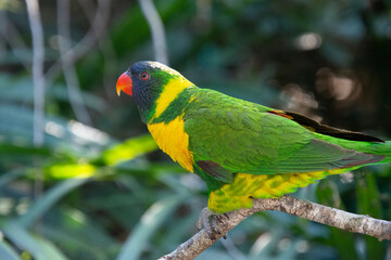 Ornate lorikeet perched on a branch in a US bird park