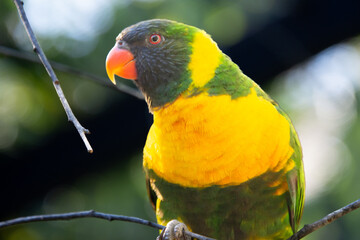 Ornate lorikeet perched on a branch in a US bird park
