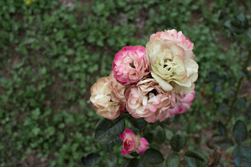 pink roses in garden