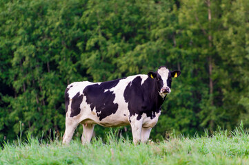 Holstein friesian cattle. A black and white cow grazes on a green pasture. Looks at the camera.